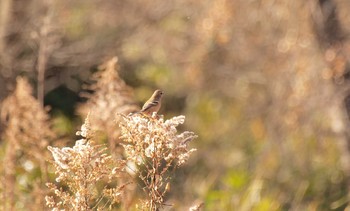 Siberian Long-tailed Rosefinch Unknown Spots Sat, 1/21/2017