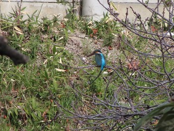 Sun, 2/28/2021 Birding report at 庄内川