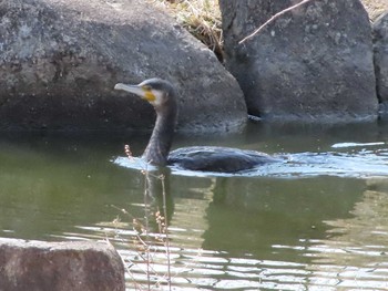 カワウ 庄内緑地公園 2021年2月28日(日)