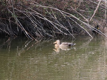 2021年2月28日(日) 庄内緑地公園の野鳥観察記録