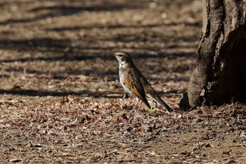 Dusky Thrush Shinjuku Gyoen National Garden Sun, 1/22/2017