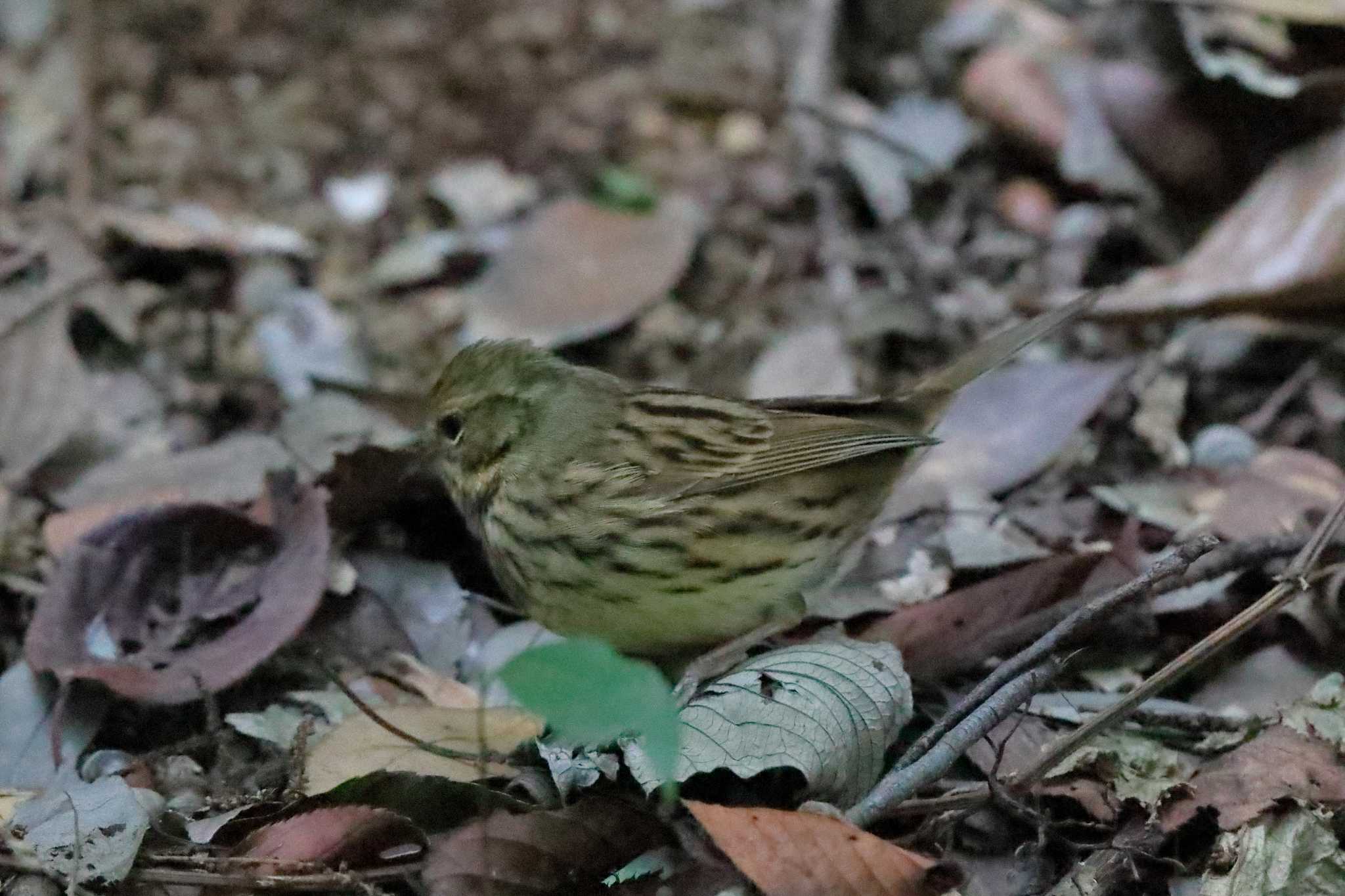 Masked Bunting