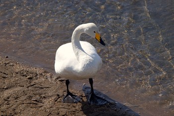 2021年2月28日(日) 長流川の野鳥観察記録