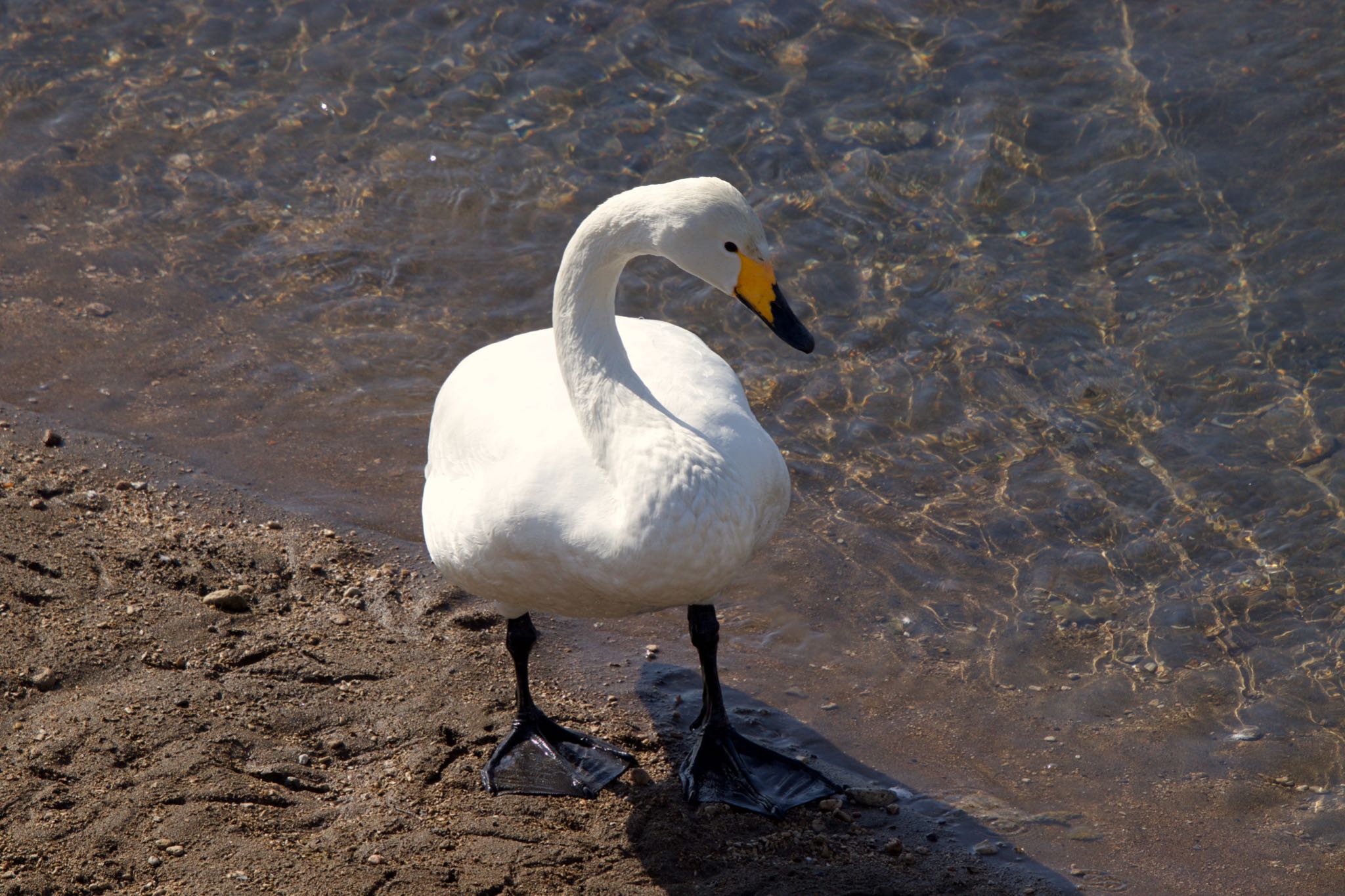 Whooper Swan