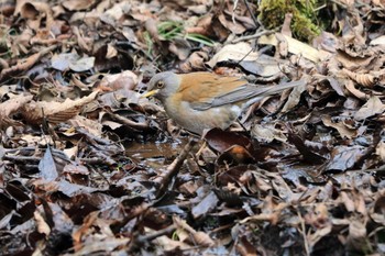 Sun, 2/28/2021 Birding report at Arima Fuji Park