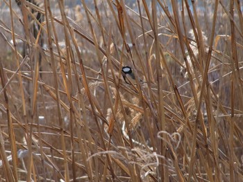 シジュウカラ 庄内緑地公園 2021年2月28日(日)