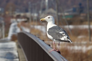 オオセグロカモメ 長流川 2021年2月28日(日)