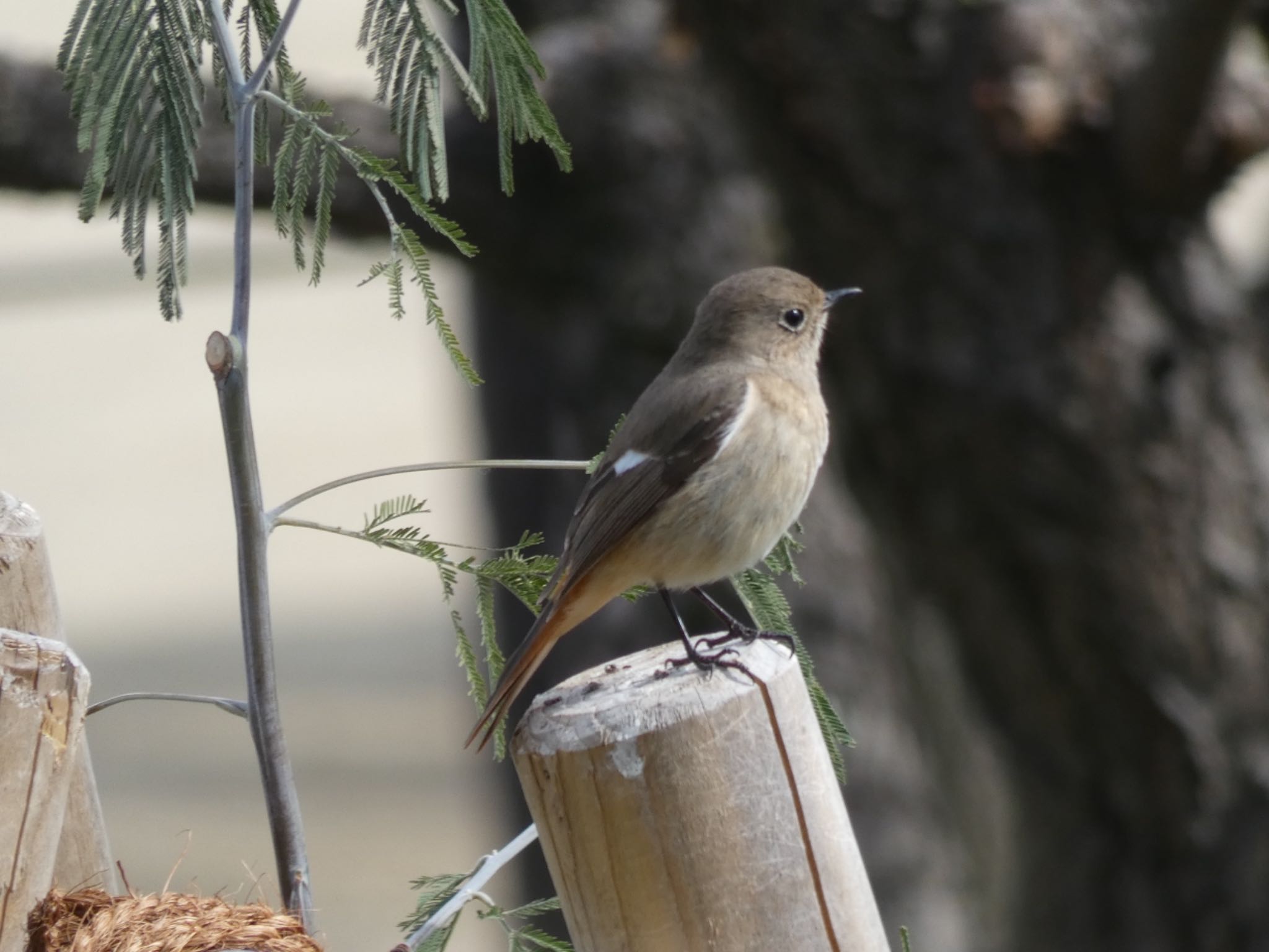 Daurian Redstart