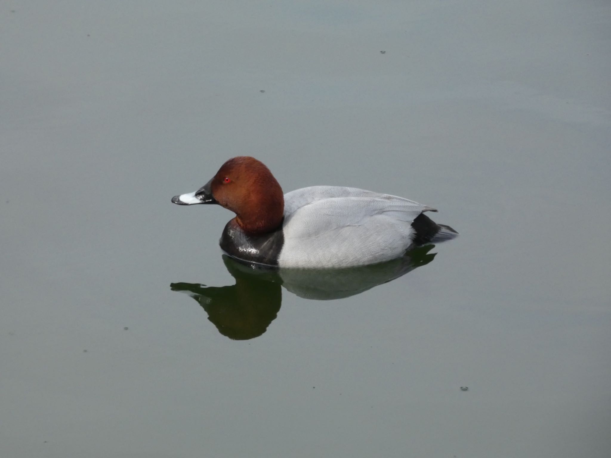 Common Pochard