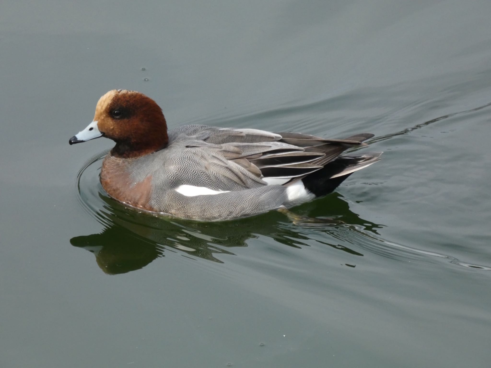 Eurasian Wigeon