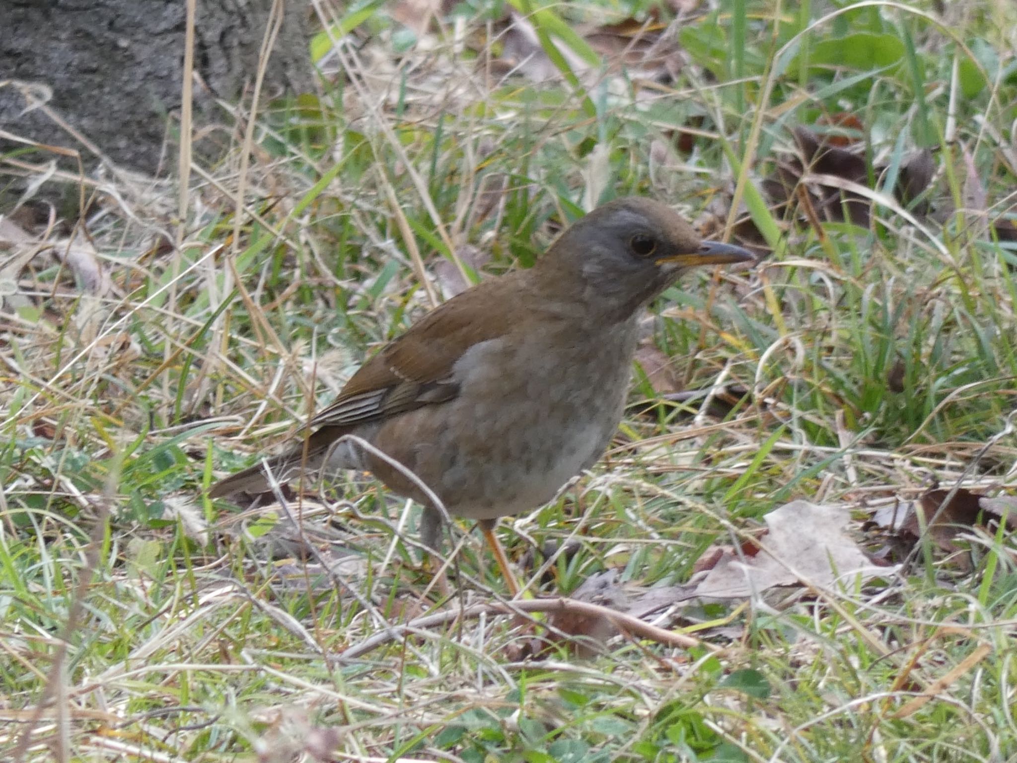 Pale Thrush