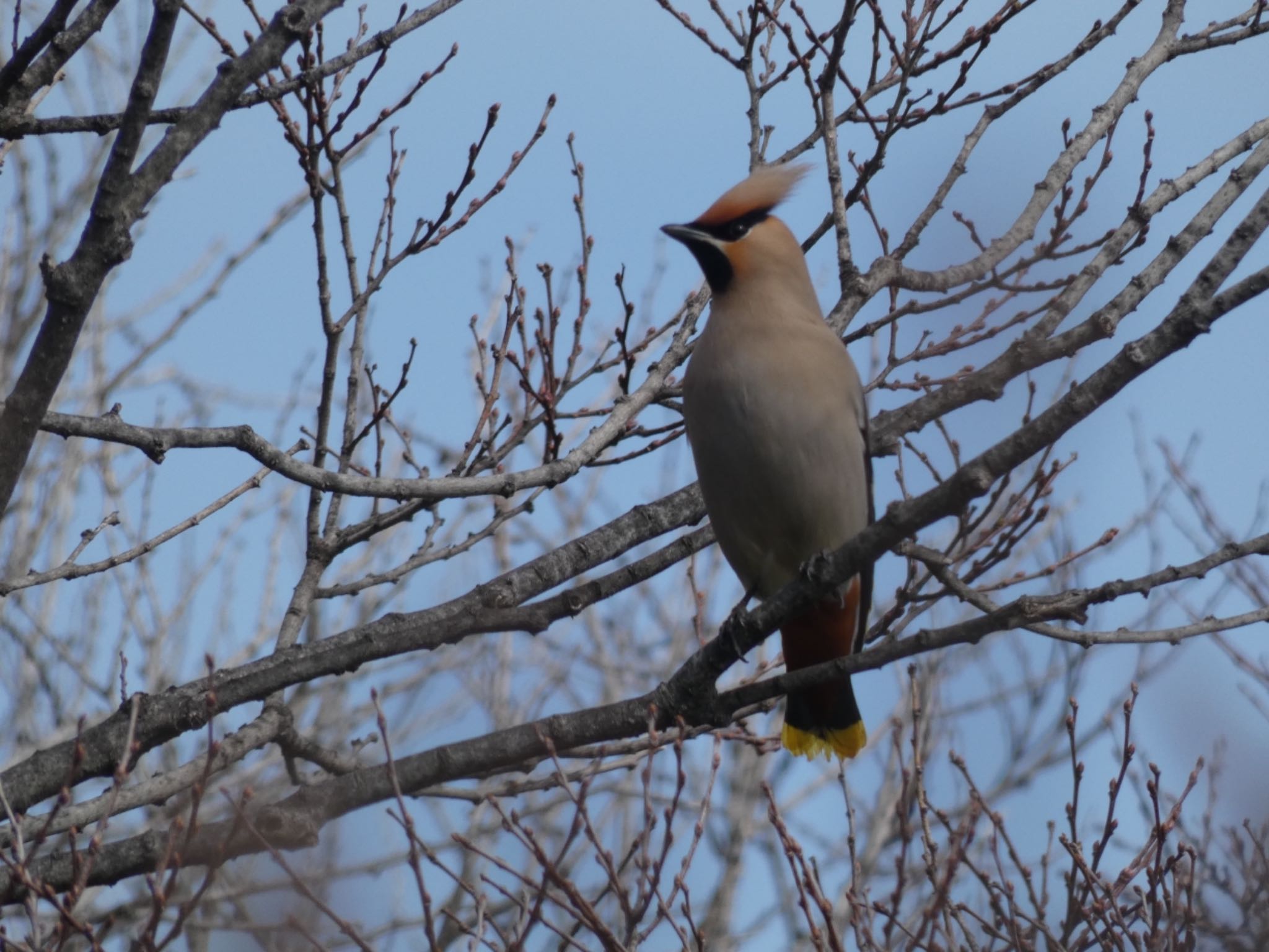 Bohemian Waxwing