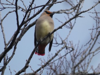 Sun, 2/28/2021 Birding report at Osaka castle park