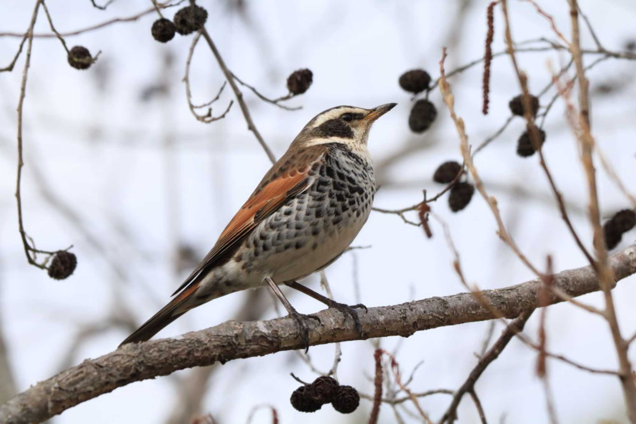 Dusky Thrush