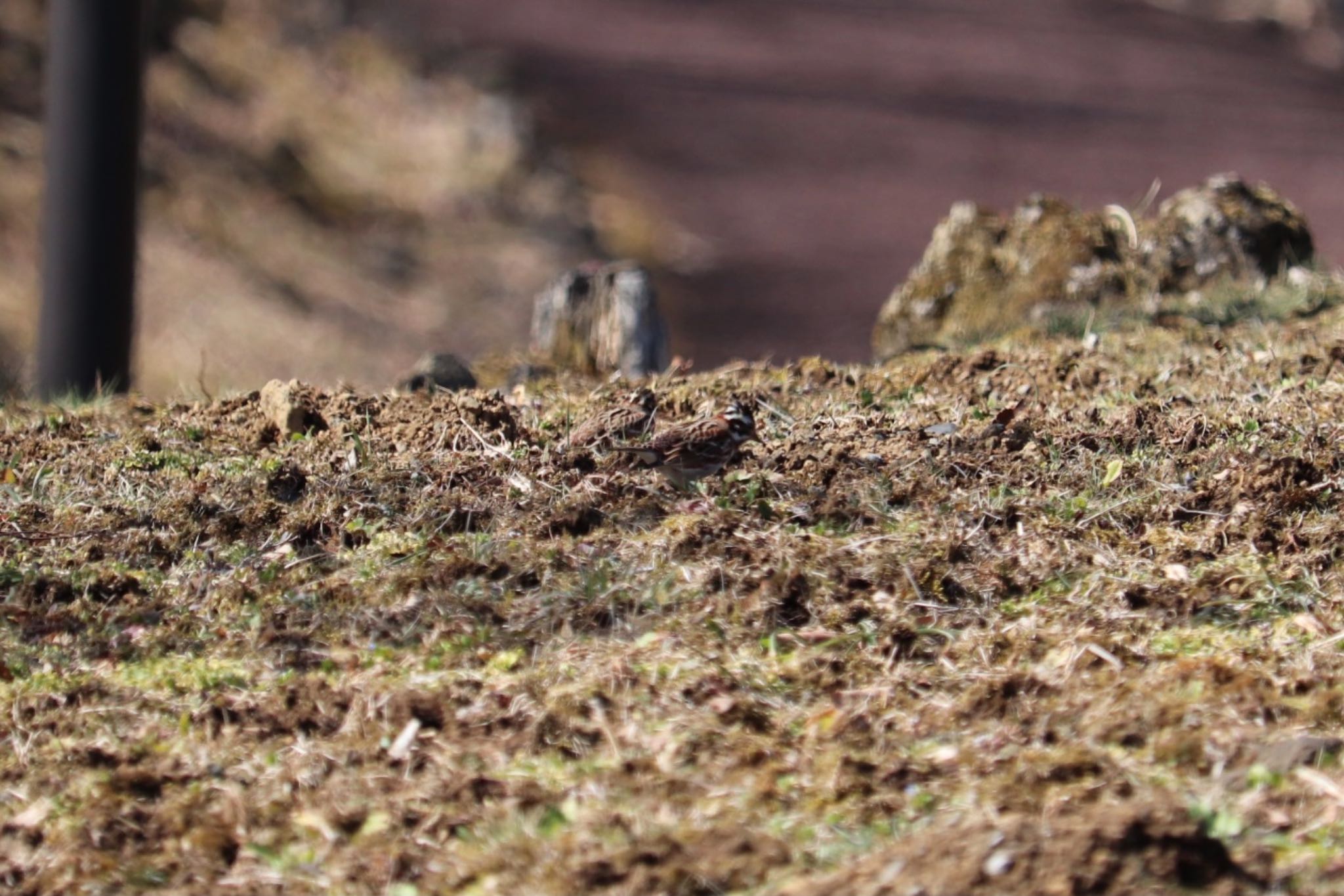 Rustic Bunting