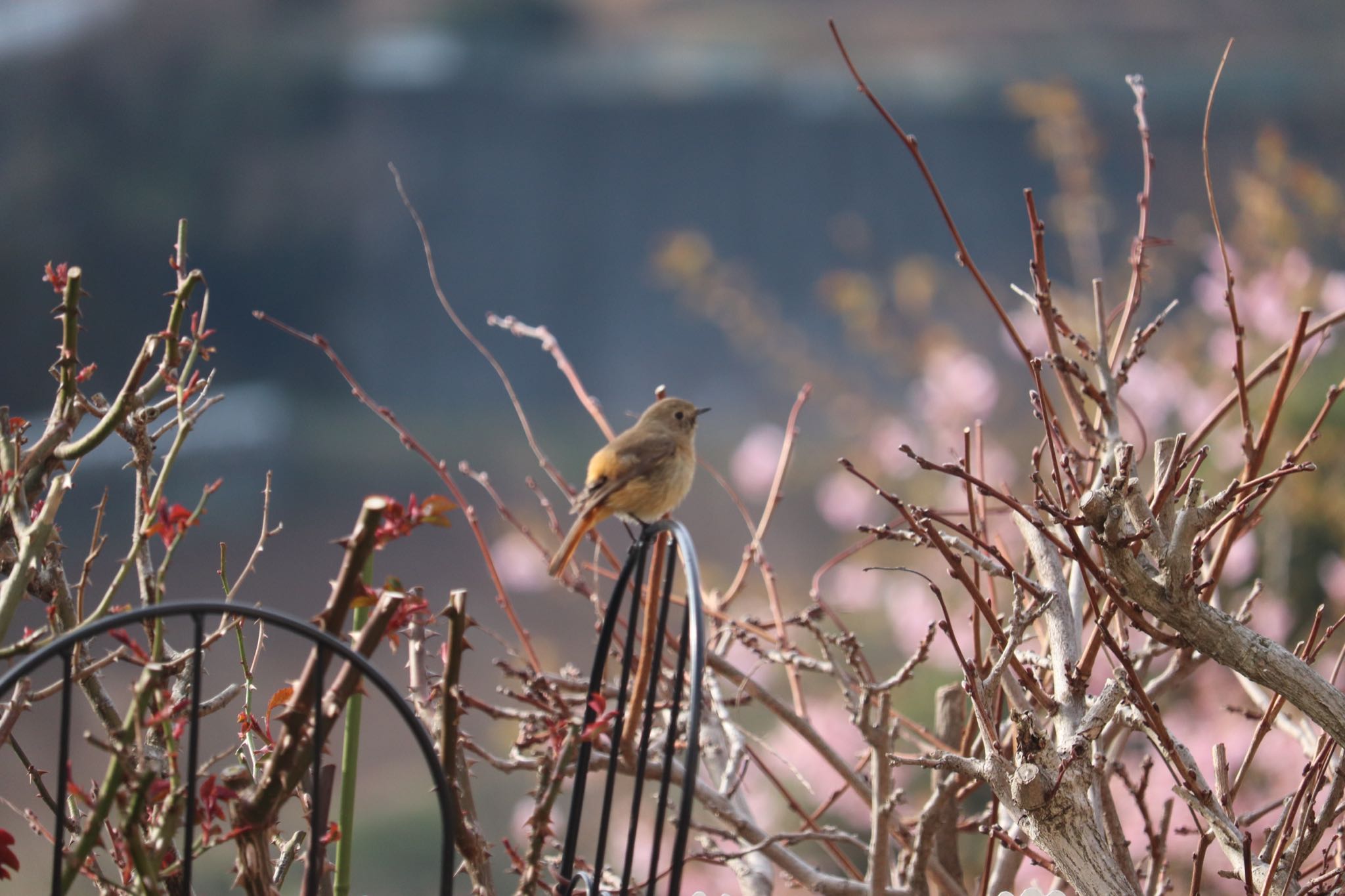 Daurian Redstart