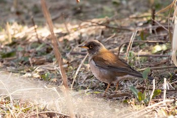 2021年2月27日(土) 横浜自然観察の森の野鳥観察記録