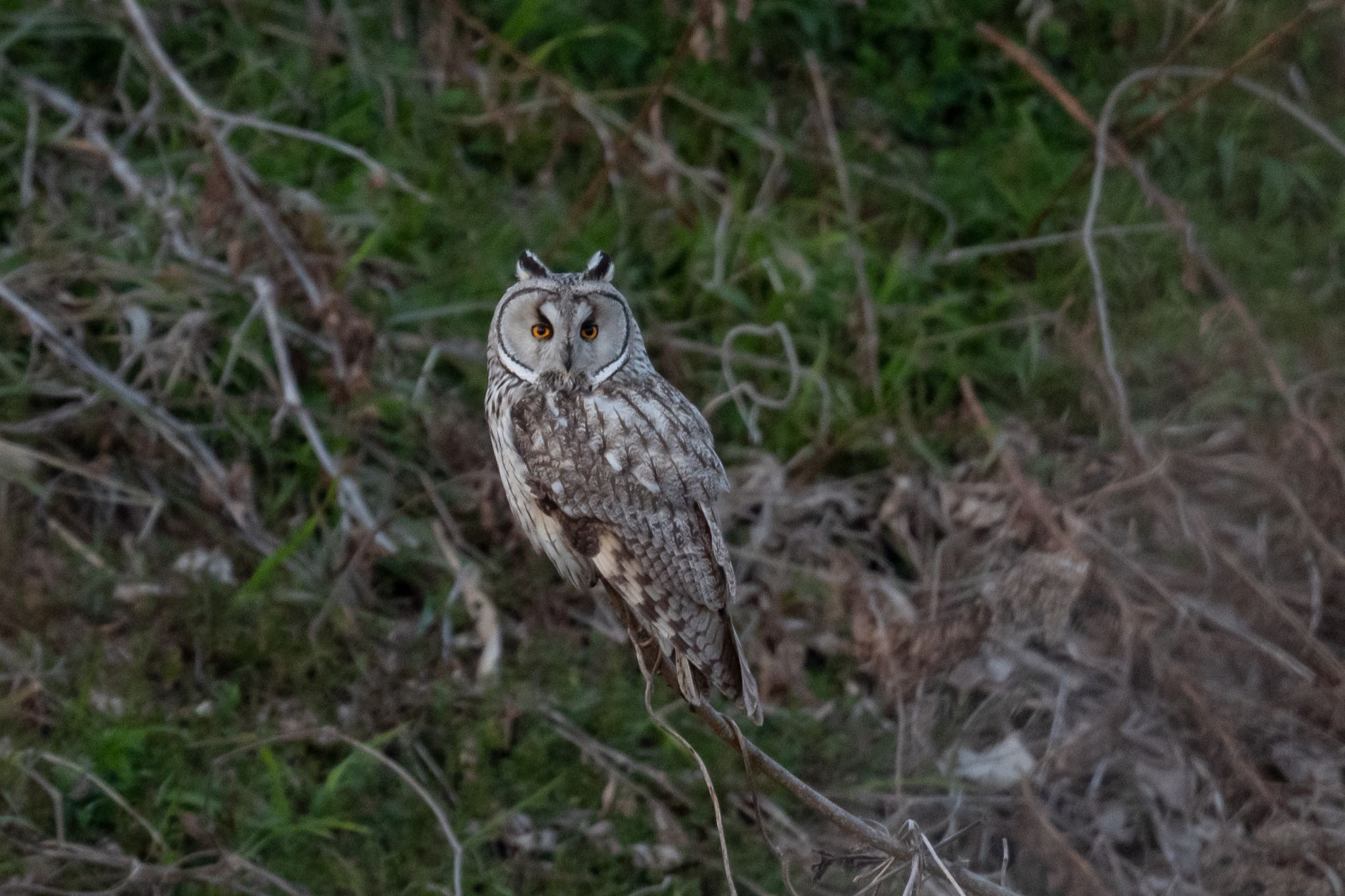  トラフズクの写真 by そむぎ