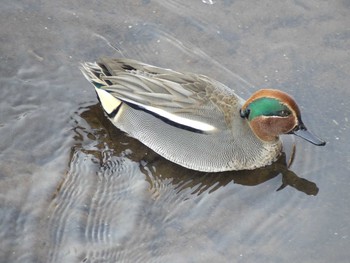 コガモ 善福寺公園 2021年2月28日(日)