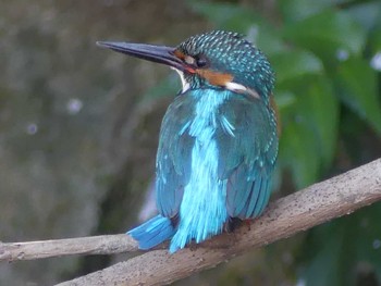 カワセミ 善福寺公園 2021年2月28日(日)