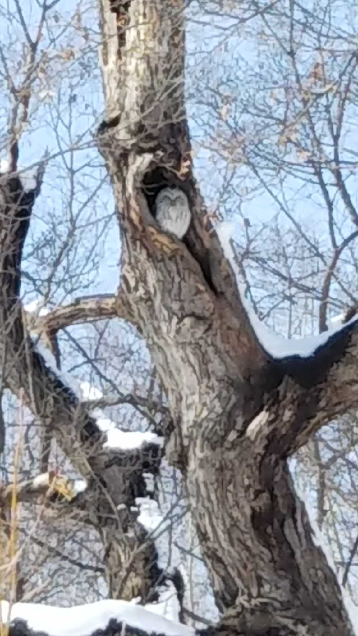 Ural Owl
