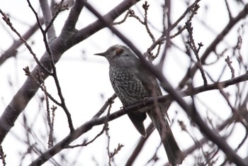 Brown-eared Bulbul 男里川 Sun, 2/28/2021