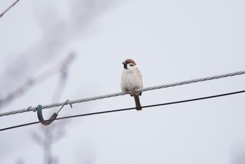 Eurasian Tree Sparrow 男里川 Sun, 2/28/2021