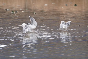 Common Gull 男里川 Sun, 2/28/2021