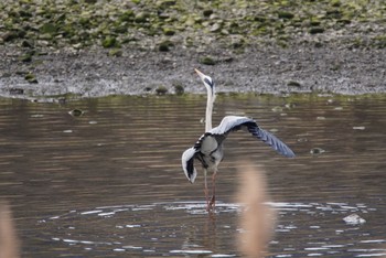 Grey Heron 男里川 Sun, 2/28/2021