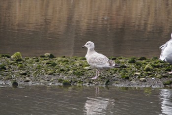 Common Gull 男里川 Sun, 2/28/2021