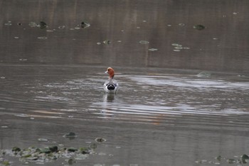 Eurasian Wigeon 男里川 Sun, 2/28/2021