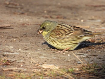 Sun, 2/28/2021 Birding report at Akigase Park