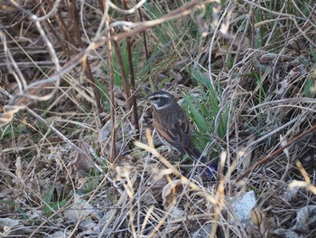 Dusky Thrush 鶴見川中流 Sun, 2/28/2021