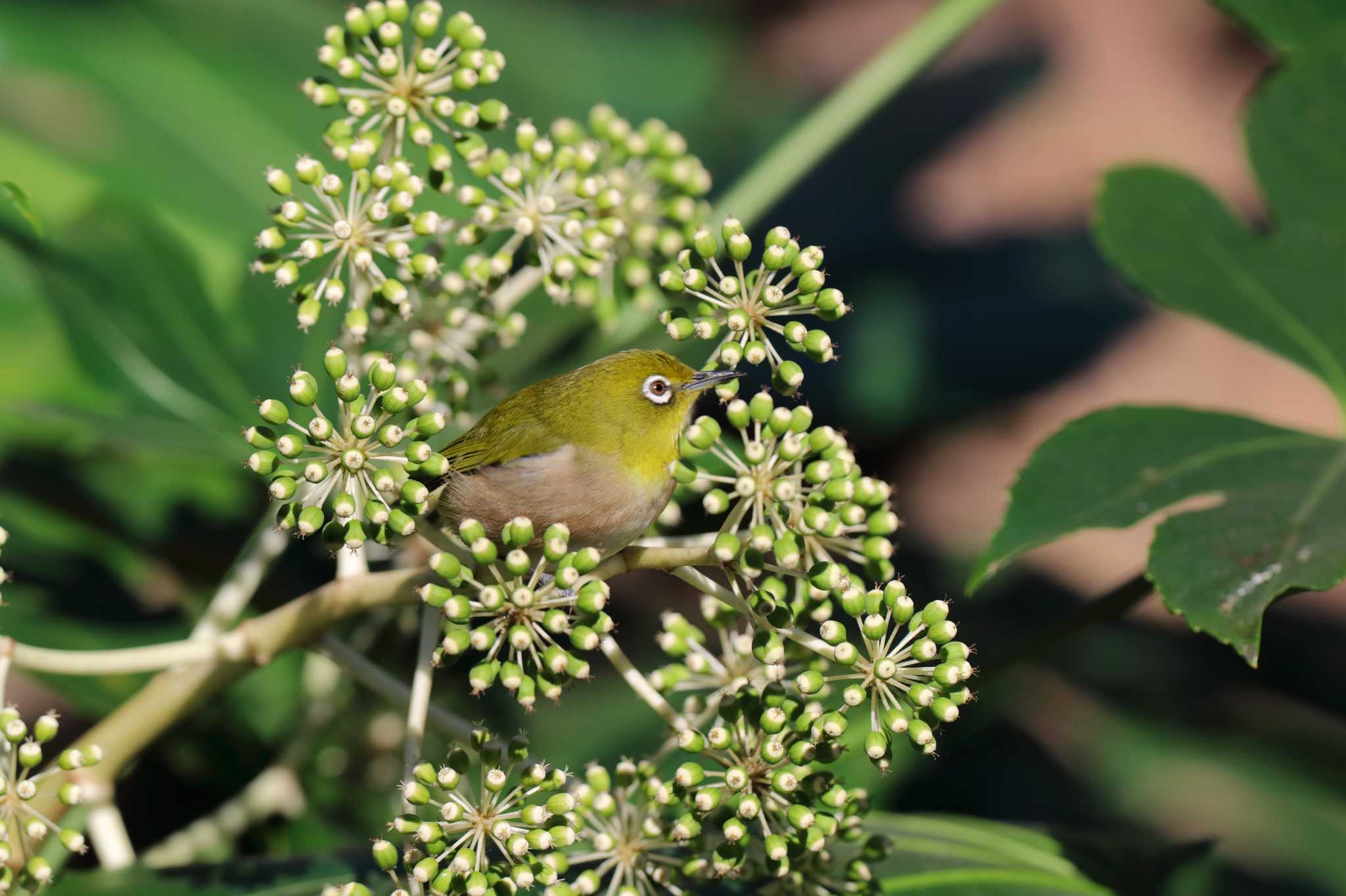 Warbling White-eye