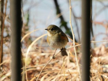 ルリビタキ 井頭公園 2021年2月27日(土)