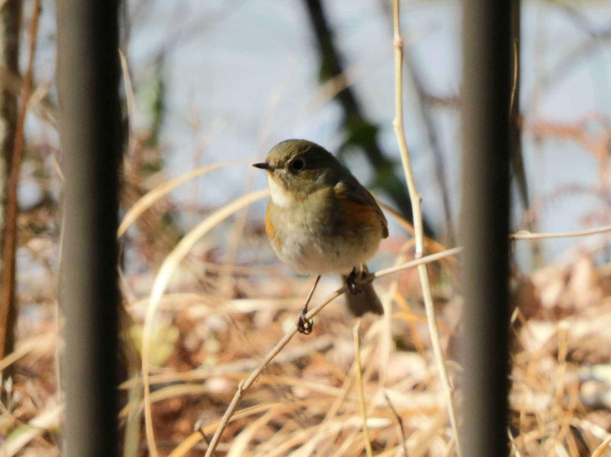 Red-flanked Bluetail