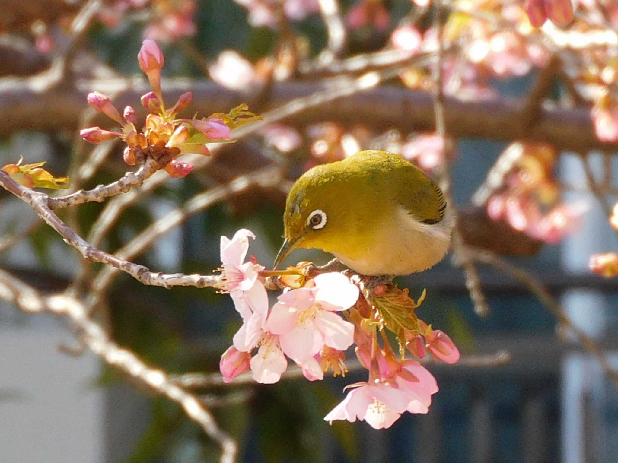 Warbling White-eye