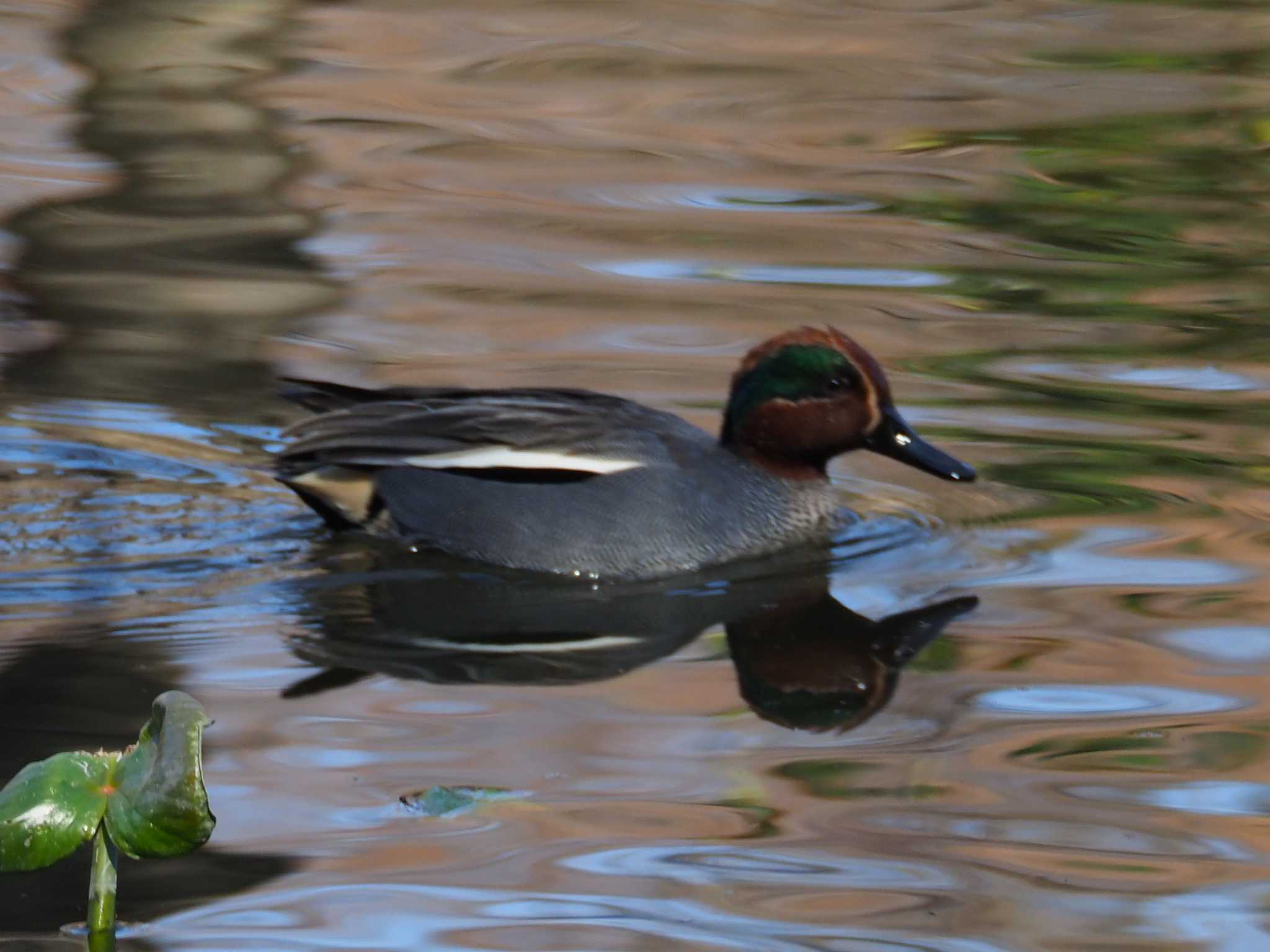 Eurasian Teal