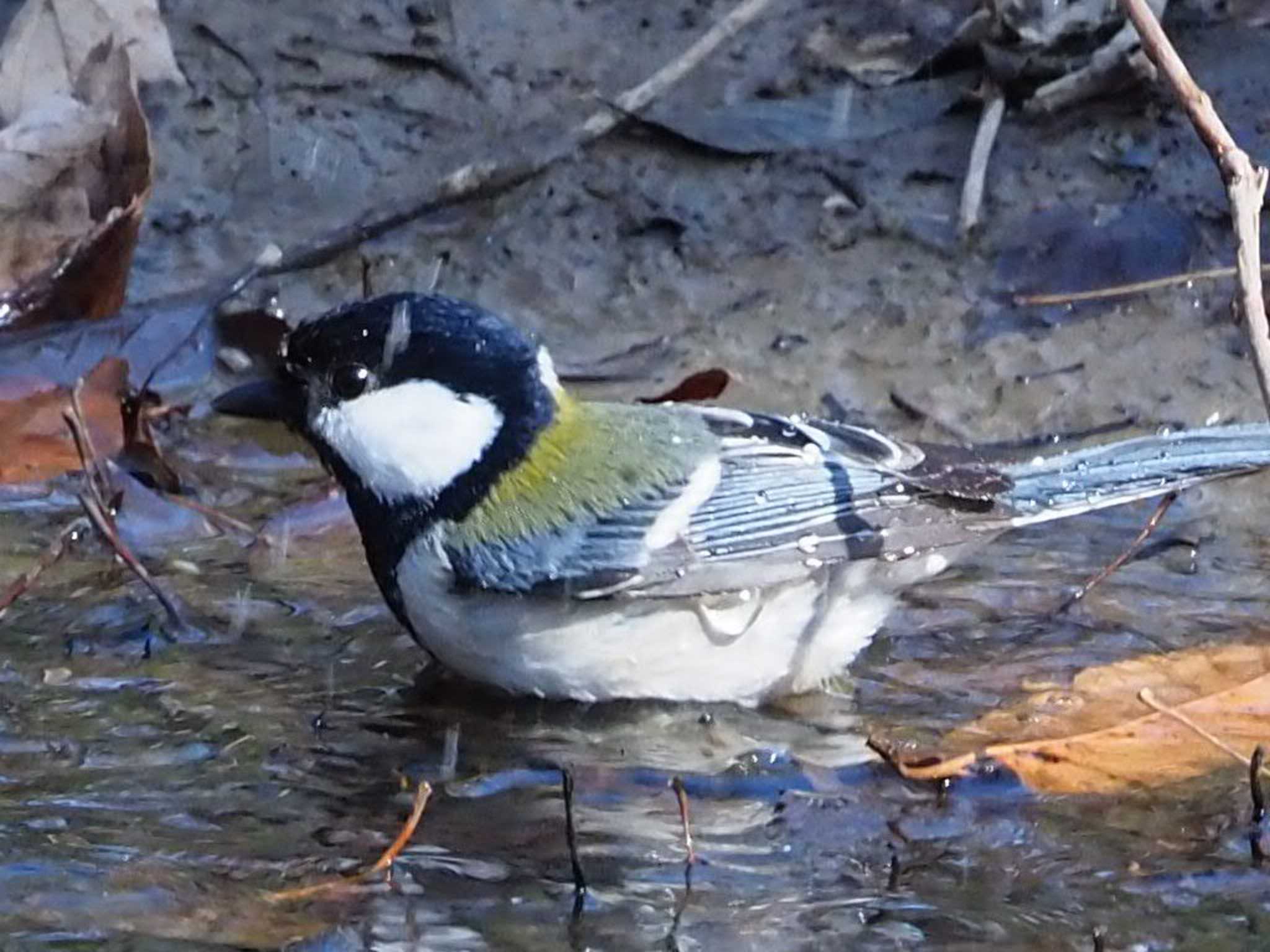 Japanese Tit