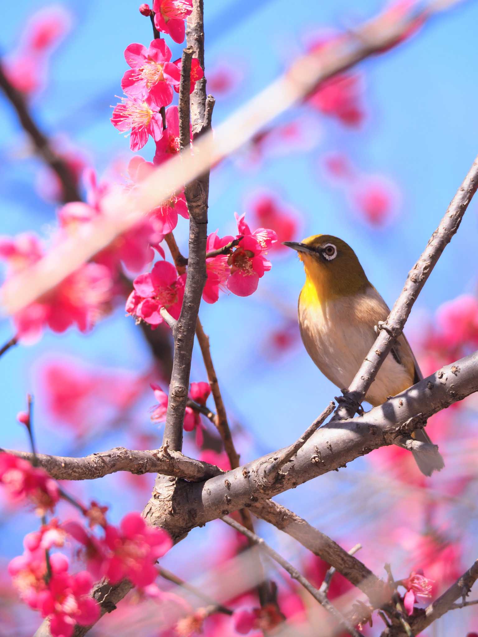 Warbling White-eye