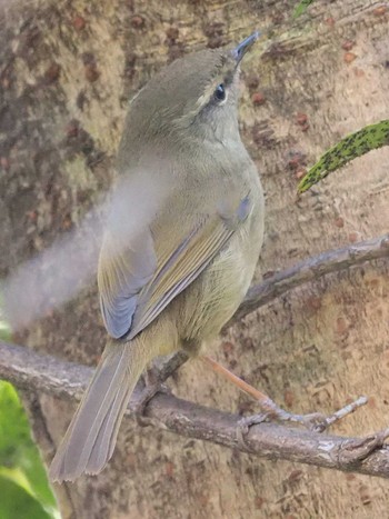 Sun, 2/28/2021 Birding report at Shakujii Park