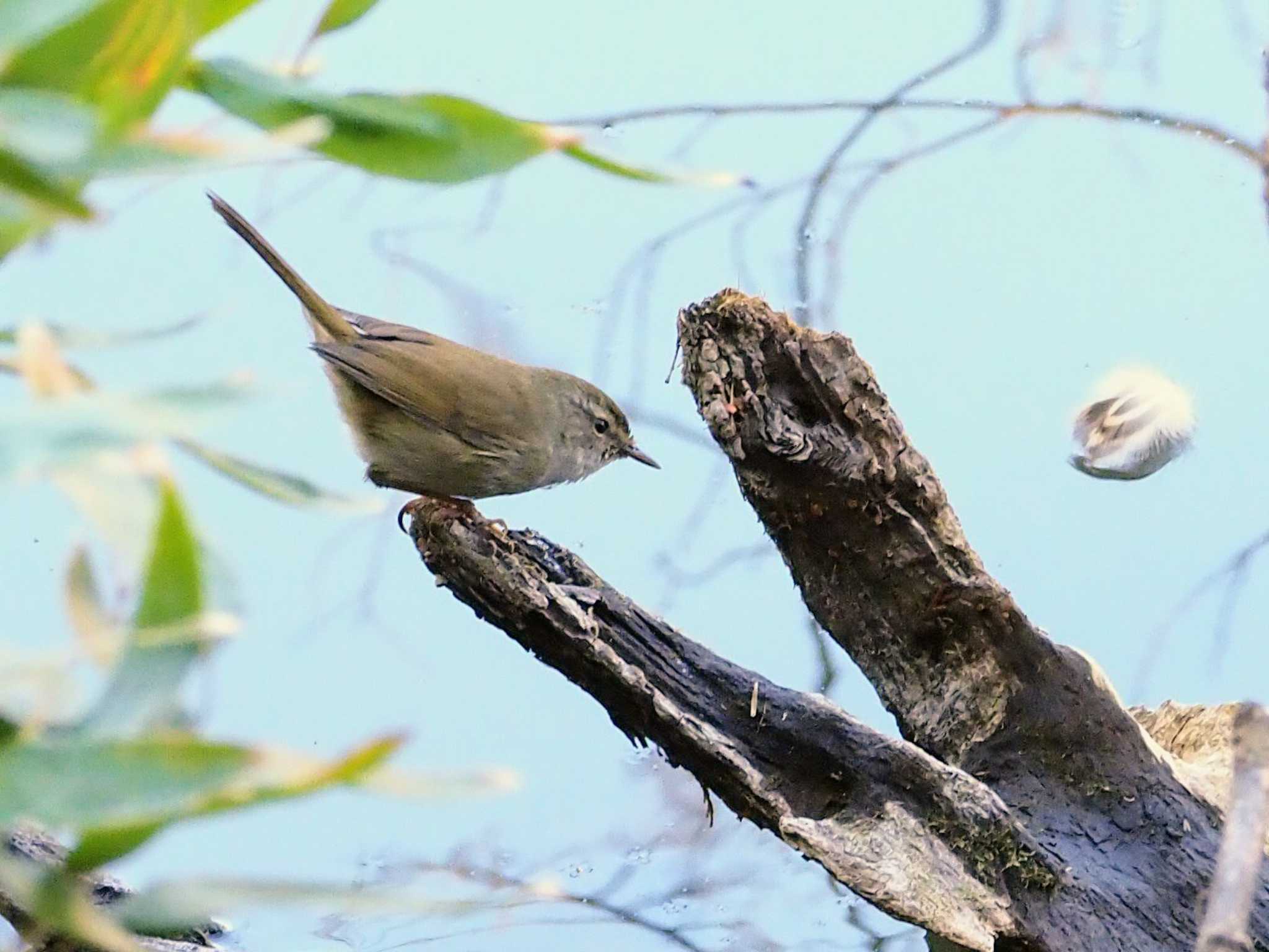 Japanese Bush Warbler