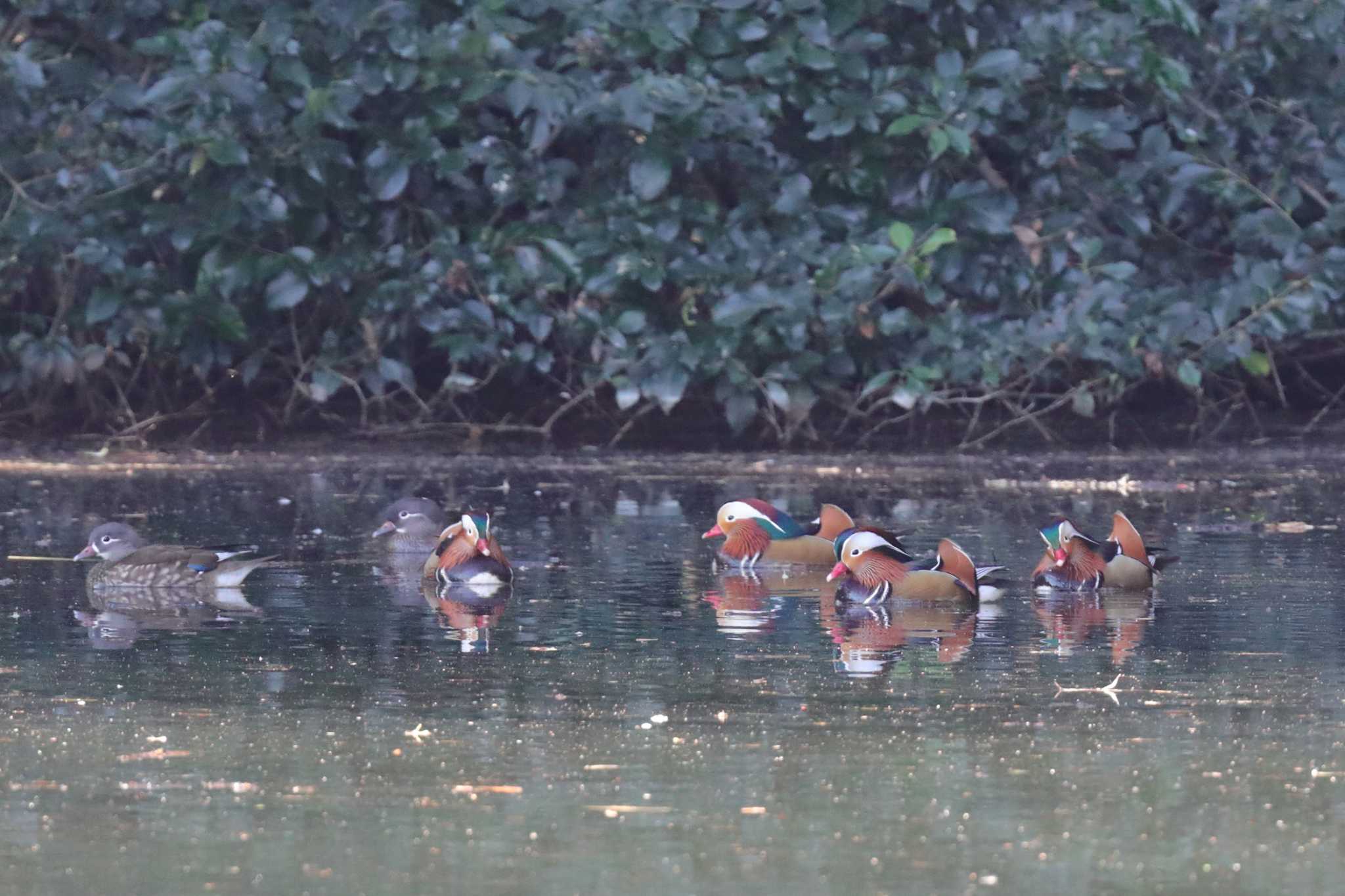 Mandarin Duck