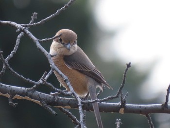 Sun, 2/28/2021 Birding report at 山崎川中流域