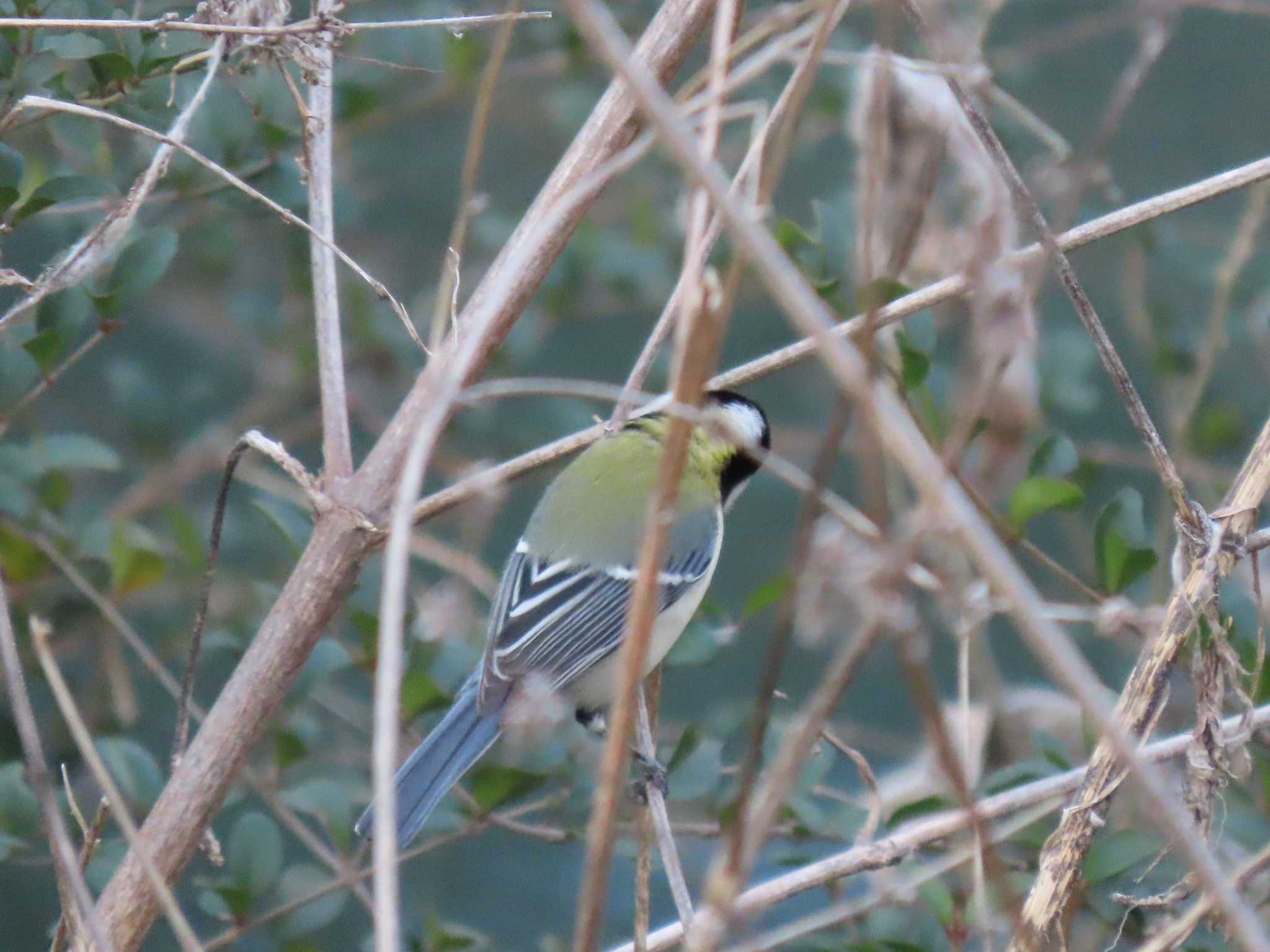 Japanese Tit