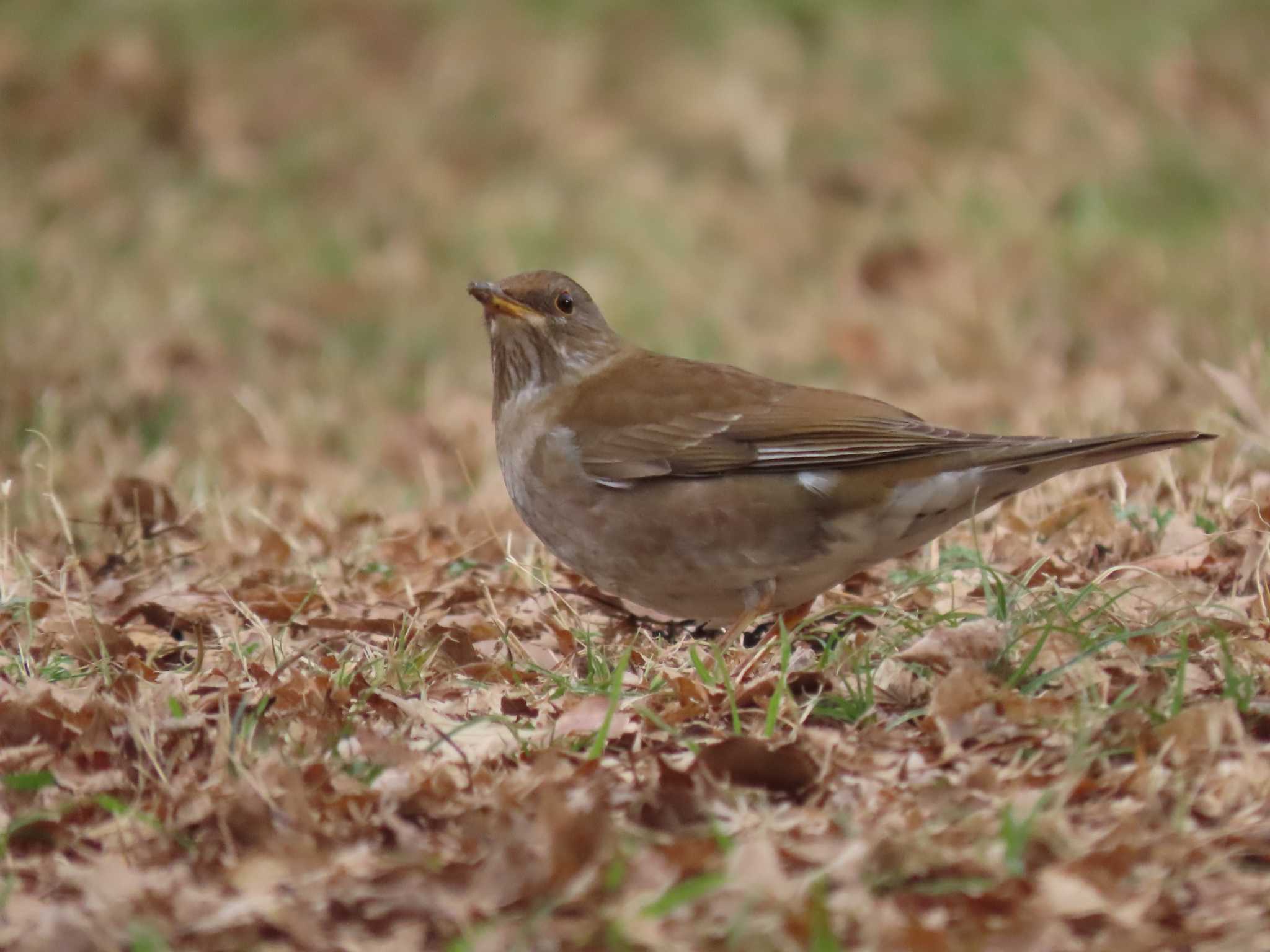 Pale Thrush