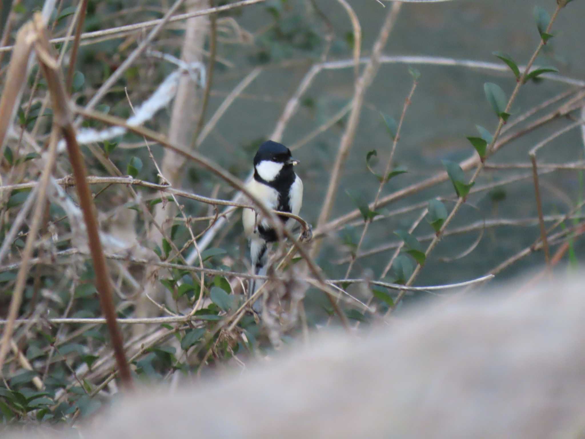 Japanese Tit