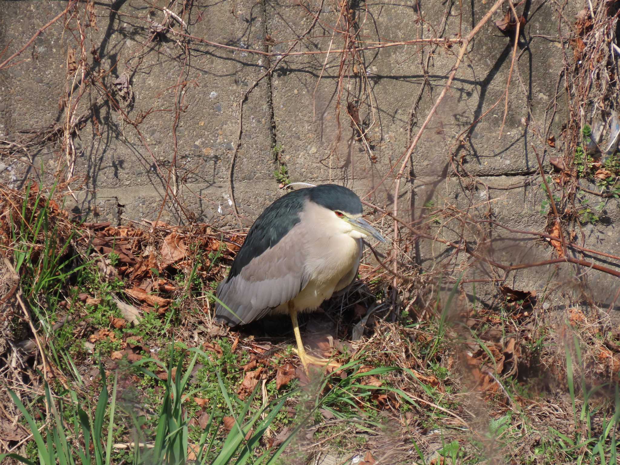 Black-crowned Night Heron