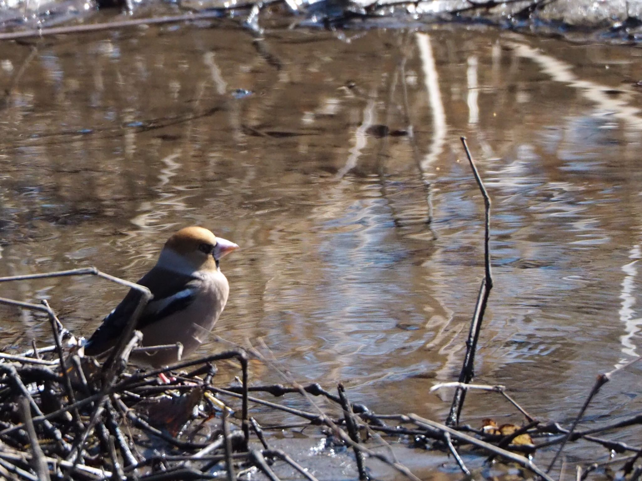 Hawfinch