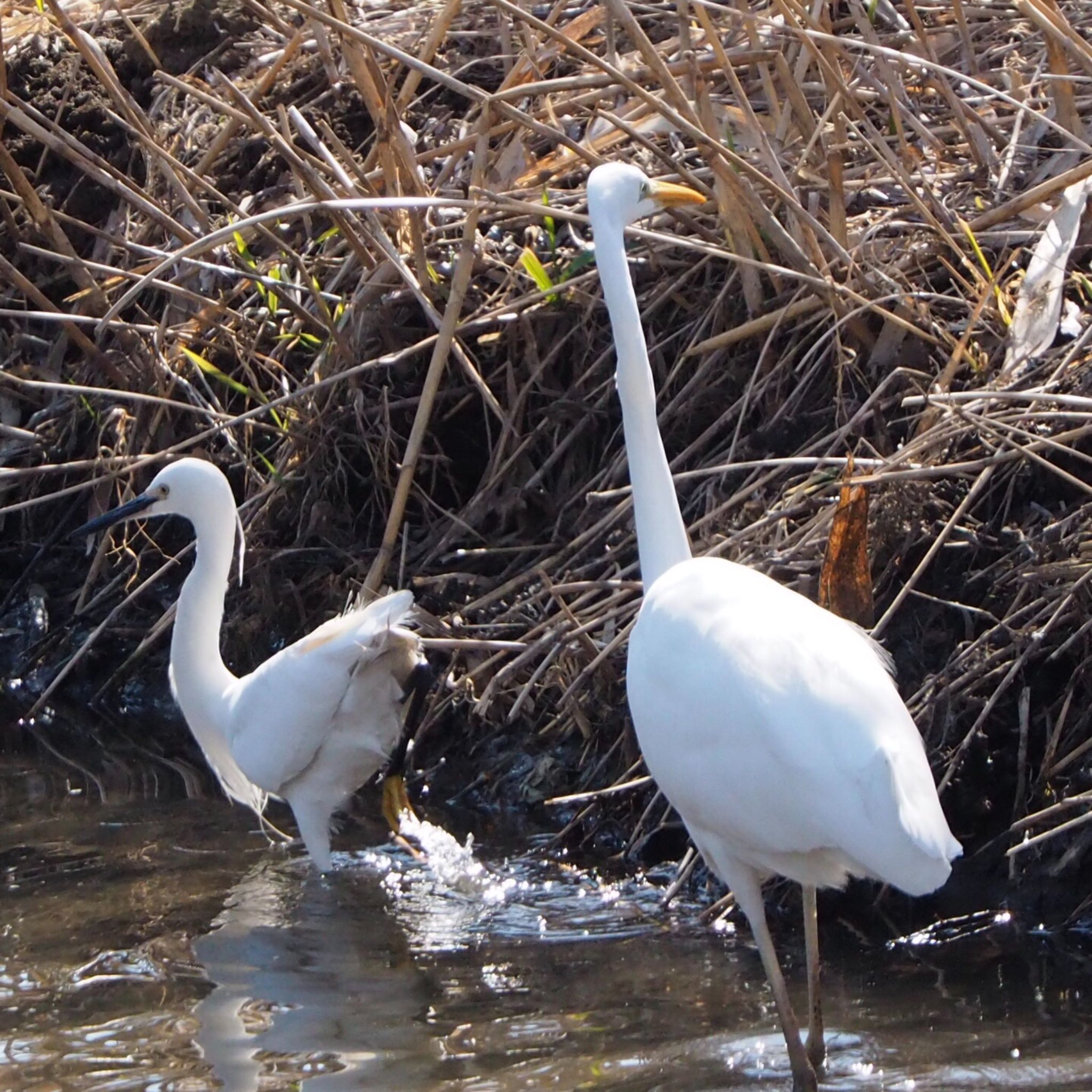 Great Egret